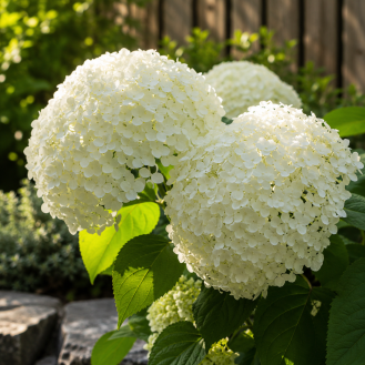 Hortenzia stromčekovitá (Hydrangea arborescens) 'STRONG ANNABELLE' Proven Winner® – výška 30-50 cm, kont. C3L
