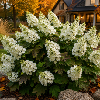 Hortenzia dubolistá (Hydrangea quercifolia) 'SNOW QUEEN' – výška 20-30 cm, kont. C2L