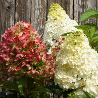 Hortenzia metlinatá (Hydrangea paniculata) ´GRAFITI´® – výška 30-60 cm, kont. C2L