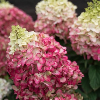 Hortenzia metlinatá (Hydrangea paniculata) ´LIVING COLOURFUL COCKTAIL´® by LIVING CREATIONS® – výška 20-30 cm, kont. C2L