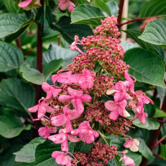 Hortenzia metlinatá (Hydrangea paniculata) ´LIVING INFINITY´® by LIVING CREATIONS® výška 20-30 cm, kont. C1,5L - 150 dní kvitnutia!