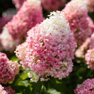 Hortenzia metlinatá (Hydrangea paniculata) ´LIVING PINKY PROMISE´® by LIVING CREATIONS® – výška 20-30 cm, kont. C1,5L