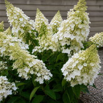 Hortenzia metlinatá (Hydrangea paniculata) ‘LEVANA’ – výška 20-30 cm, kont. C2L – OBROVSKÉ KVETY