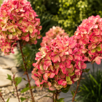 Hortenzia metlinatá (Hydrangea paniculata) ´PETITE FLORI´® – výška 30-50 cm, kont. C2L