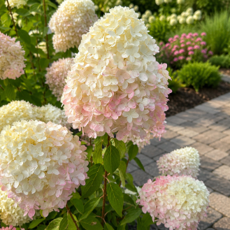 Hortenzia metlinatá (Hydrangea paniculata) ´PHANTOM´ – výška 15-25 cm, kont. C2L