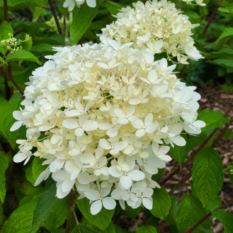 Hortenzia metlinatá (Hydrangea paniculata) ´SILVER DOLLAR´ – výška 20-30 cm, kont. C2L
