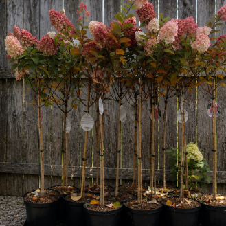 Hortenzia metlinatá (Hydrangea paniculata) ´SUNDAE FRAISE´® – výška 90-110 cm, kont. C7,5L – NA KMIENKU