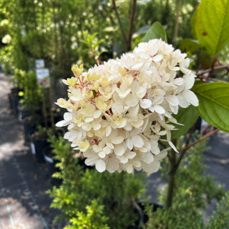 Hortenzia metlinatá (Hydrangea paniculata) ´VANILLE FRAISE´® – výška 120-140 cm, kont. C5L – NA KMIENKU