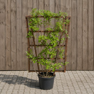 hover image