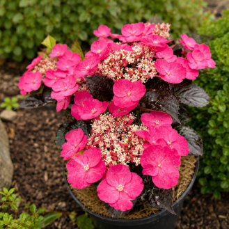 Hortenzia pílovitá (Hydrangea serrata) ´DAREDEVIL®´ – výška 20-30 cm, kont. C2L Hortenzia pílovitá (Hydrangea serrata) ´DAREDEVIL®´ – výška 20-30 cm, kont. C2L