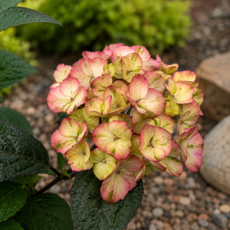 Hortenzia pílovitá (Hydrangea serrata) ´PREZIOSA´ – výška 10-20 cm, kont. C3L Hortenzia pílovitá (Hydrangea serrata) ´PREZIOSA´ – výška 10-20 cm, kont. C3L