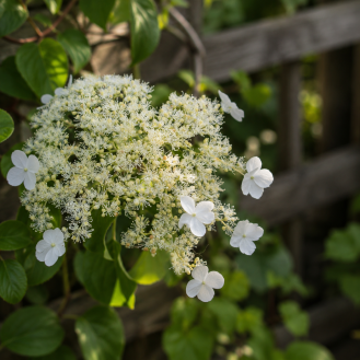 Hortenzia popínavá (Hydrangea anomala petiolaris) – výška 60-80 cm, kont. C2L