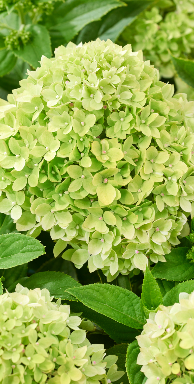 wbsellbanner