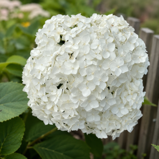 Hortenzia stromčekovitá (Hydrangea arborescens) 'FlowerWOW®' First Edition® – výška 30-40 cm, kont. C2L – OBROVSKÉ KVETY