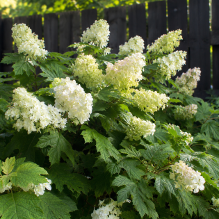 Hortenzia dubolistá (Hydrangea quercifolia) 'ALICE' – výška 30-50 cm, kont. C2L