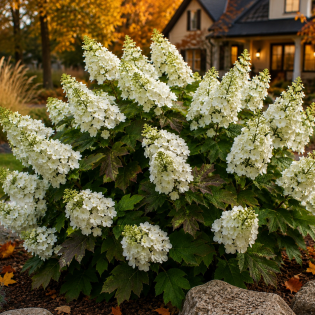 Hortenzia dubolistá (Hydrangea quercifolia) 'SNOW QUEEN' – výška 20-30 cm, kont. C2L