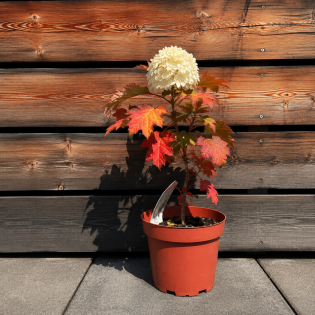 Hortenzia dubolistá (Hydrangea quercifolia) 'TARA' – výška 20-40 cm, kont. C2L