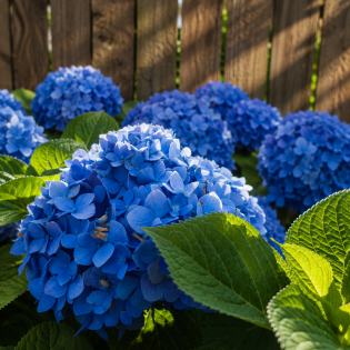 Hortenzia kalinolistá (Hydrangea macrophylla) ´ADRIA´ – výška 30-50 cm, Ø 20-30 cm, kont. C3L