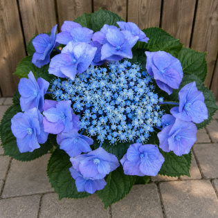 Hortenzia kalinolistá (Hydrangea macrophylla) ´BLAUMEISE´ – výška 20-40 cm, kont. C3L