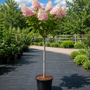 Hortenzia metlinatá (Hydrangea paniculata) ´CANDLELIGHT´® – výška 120-130 cm, kont. C5L – NA KMIENKU