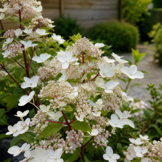 Hortenzia metlinatá (Hydrangea paniculata) ‘DHARUMA’ – výška 20-30 cm, kont. C2L