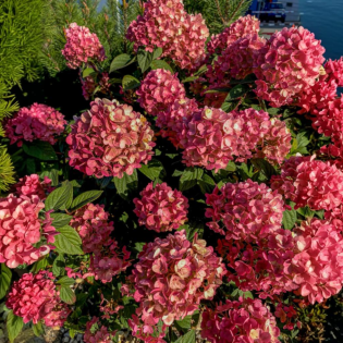 Hortenzia metlinatá (Hydrangea paniculata) ´DIAMANT ROUGE´® – výška 20-30 cm, kont. C2L