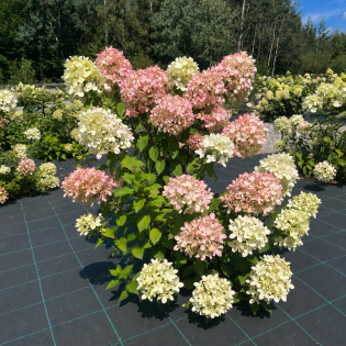 hover image