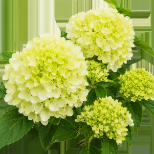 Hortenzia metlinatá (Hydrangea paniculata) ‘LITTLE LIME’ – výška 80-100 cm, kont. C10L – NA KMIENKU