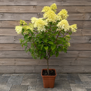 Hortenzia metlinatá (Hydrangea paniculata) 'LIMELIGHT'® – výška 80-100 cm, kont. C5L – NA KMIENKU
