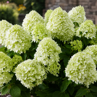 Hortenzia metlinatá (Hydrangea paniculata) ‘LITTLE SPOOKY’ – výška 80-100 cm, kont. C10L – NA KMIENKU