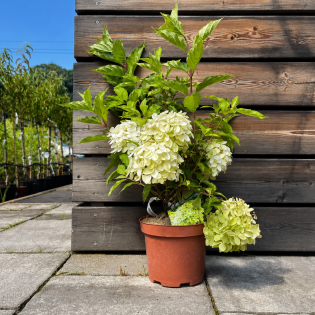Hortenzia metlinatá (Hydrangea paniculata) ´MAGICAL MOONLIGHT´ – výška 40-60 cm, kont. C3L Hortenzia metlinatá (Hydrangea paniculata) ´MAGICAL MOONLIGHT´ – výška 40-60 cm, kont. C3L