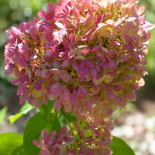 Hortenzia metlinatá (Hydrangea paniculata) ‘MAGICAL ANDES’ – výška 80-100 cm, kont. C10L – NA KMIENKU