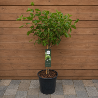 hover image