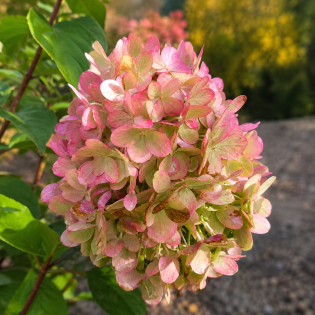 Hortenzia metlinatá (Hydrangea paniculata) ‘MAGICAL CANDLE’ – výška 70-90 cm, kont. C10L – NA KMIENKU