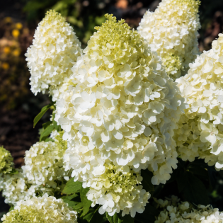 Hortenzia metlinatá (Hydrangea paniculata) ‘MAGICAL MONT BLANC’ – výška 90-100 cm, kont. C10L – NA KMIENKU