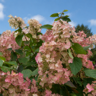 Hortenzia metlinatá (Hydrangea paniculata) ‘PINK DIAMOND’ – výška 20-30 cm, kont. C2L