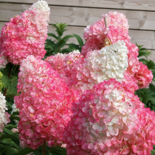 Hortenzia metlinatá (Hydrangea paniculata) ‘PINK LADY’ – výška 20-30 cm, kont. C2L