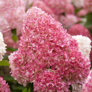 Hortenzia metlinatá (Hydrangea paniculata) ‘LIVING PINK & ROSE’® by LIVING CREATIONS® – výška 50-70 cm, kont. C2L