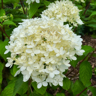 Hortenzia metlinatá (Hydrangea paniculata) ´SILVER DOLLAR´ – výška 20-30 cm, kont. C2L