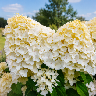 Hortenzia metlinatá (Hydrangea paniculata) ´SILVER DOLLAR´ – výška 100-120 cm, kont. C5L – NA KMIENKU