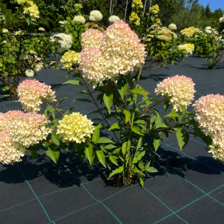 hover image