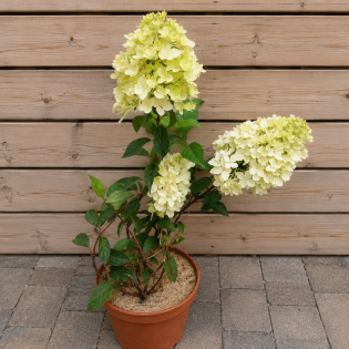 Hortenzia metlinatá (Hydrangea paniculata) ´VANILLE FRAISE´® – výška 20-30 cm, kont. C2L