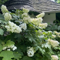 Hortenzie dubolisté