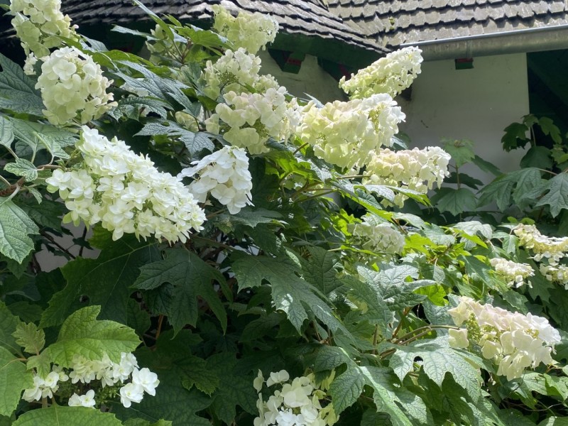 Hortenzie dubolisté
