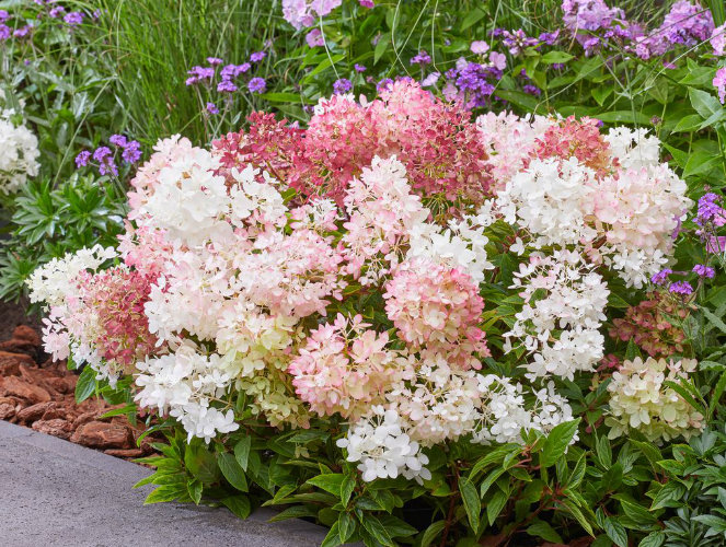 Hortenzia metlinatá ´GROUNDBREAKER® BLUSH´