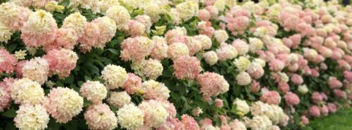 Hortenzie metlinaté